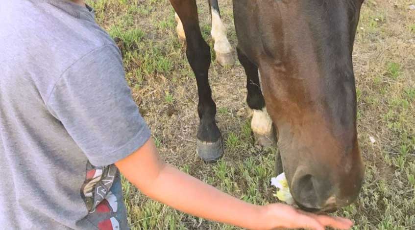Niño Alimentando A Un Caballo Durante Talleres De Verano Manada Creativa